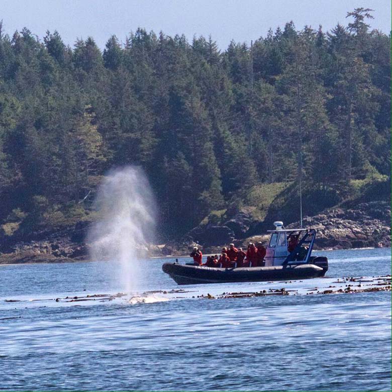 tofino tour boat accident