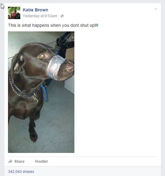 how to report animal abuse, katie brown