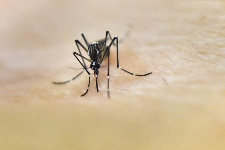 zika virus mosquito