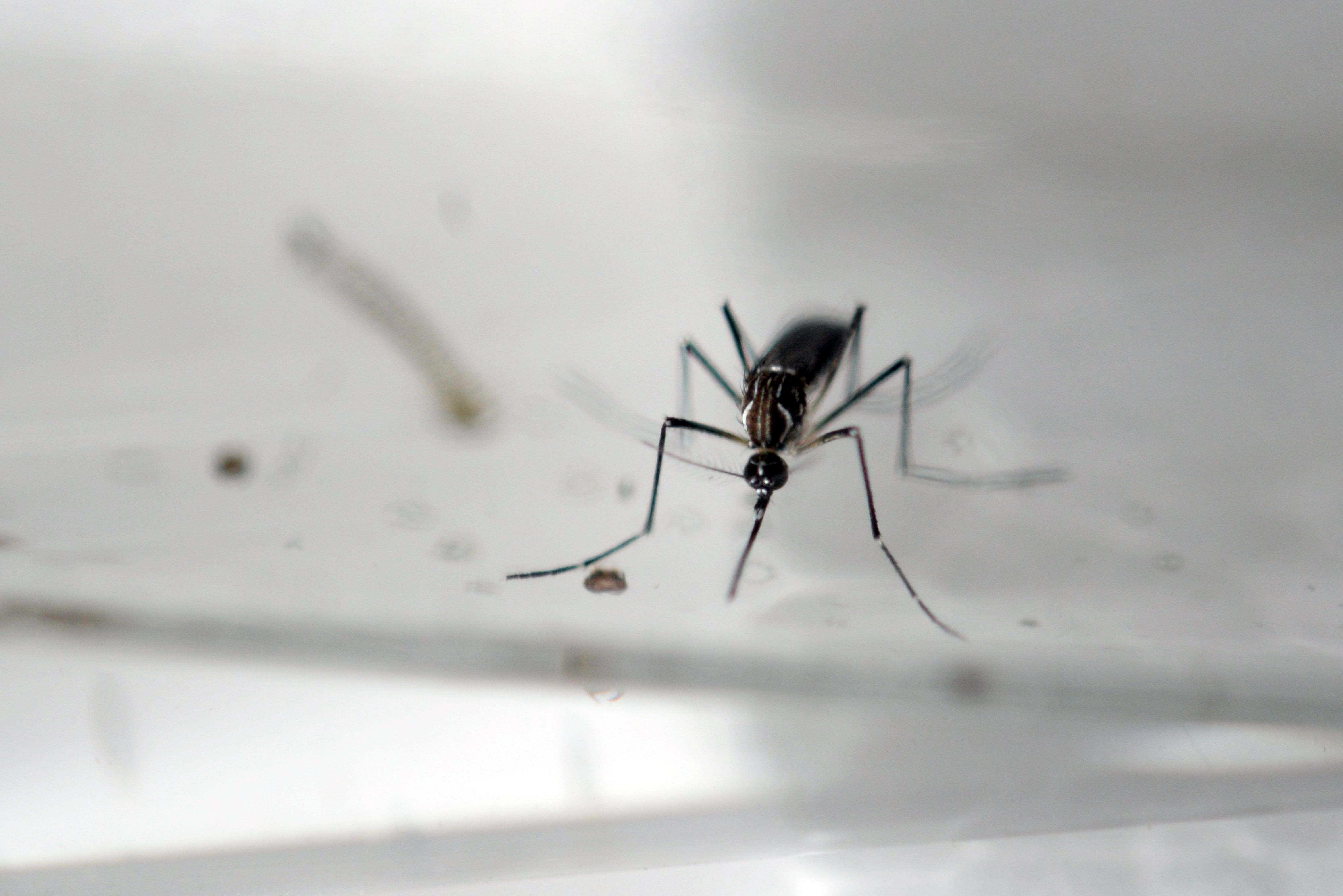 An Aedes Aegypti mosquito is photographed in a laboratory of control of epidemiological vectors in San Salvador, on January 27, 2016. (Getty)