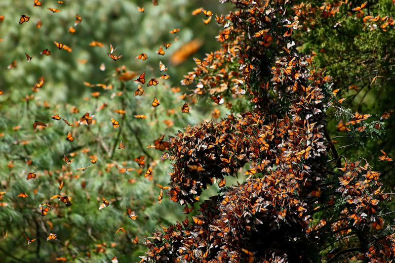 what is the mountain of butterflies, monarch butterfly google doodle