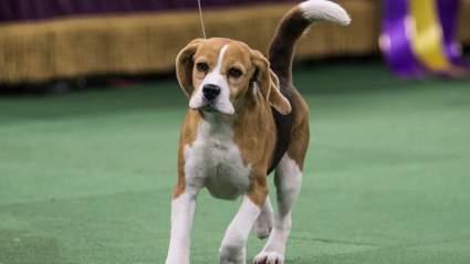 Westminster Dog Show 2016: Time, Channel & Live Stream