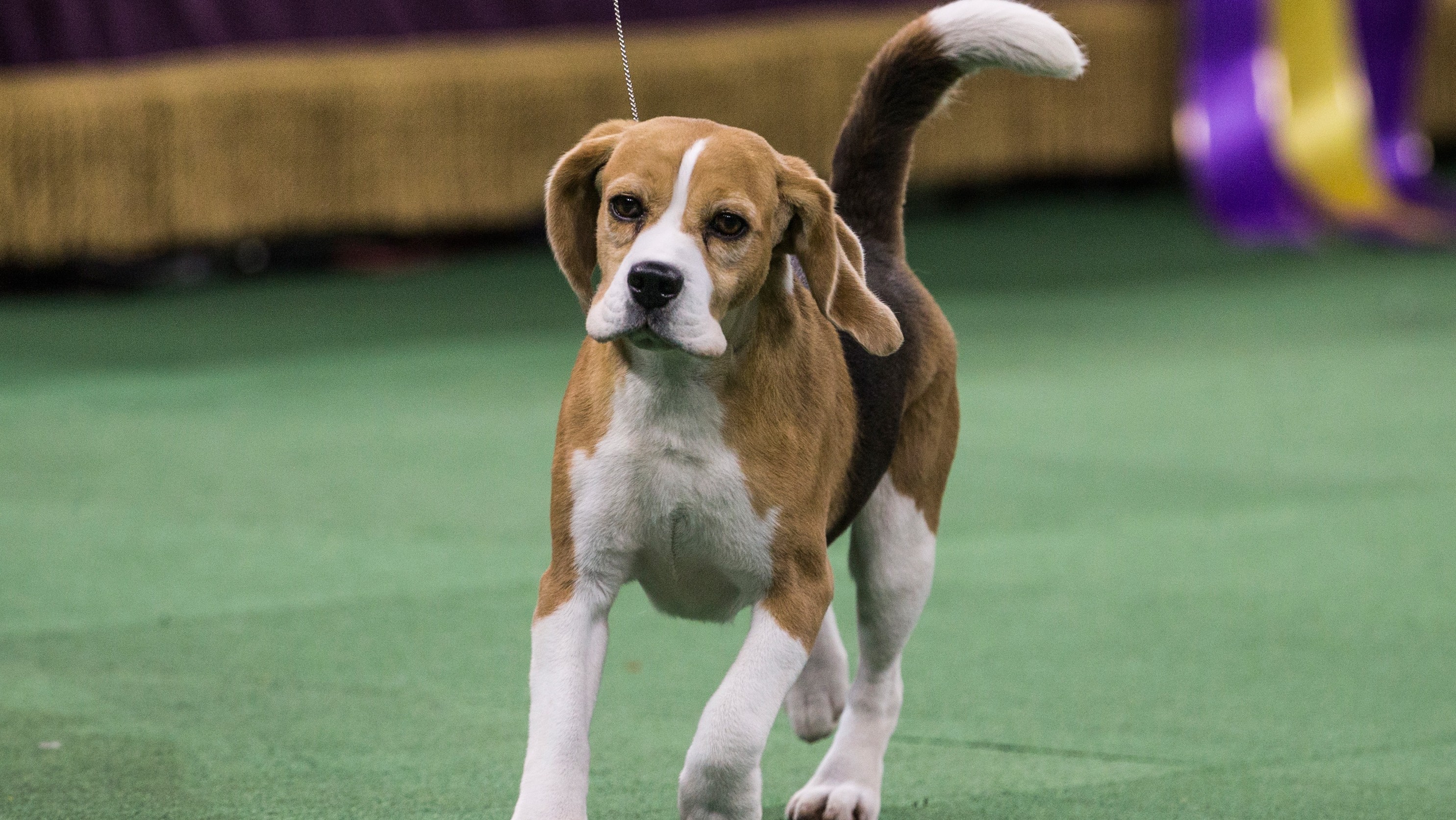 Westminster Dog Show 2016 Time, Channel & Live Stream