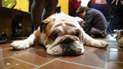 What Time & Channel Is the Westminster Dog Show on Tonight?