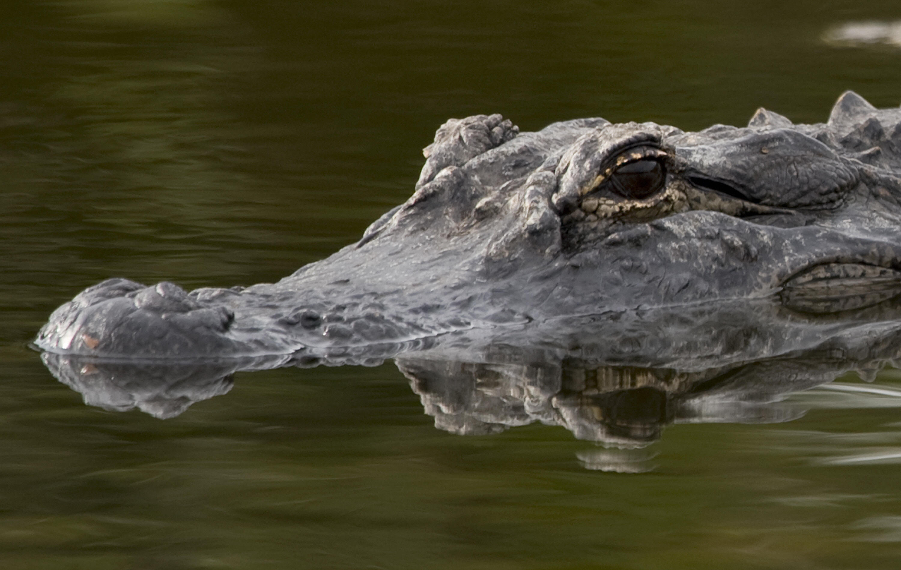 An American Alligator sits in a waterway at the Merritt Island National Wildlife Refuge March 27, 2009 in Titusville, Florida. (Getty)