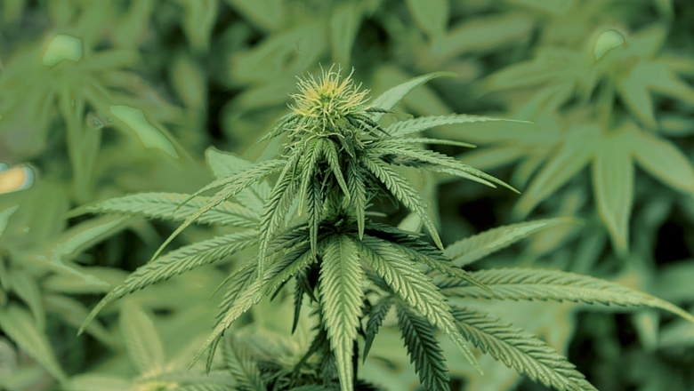 weed co2 regulator, grow cannabis co2 hydroponics, marijuana best co2 emitter