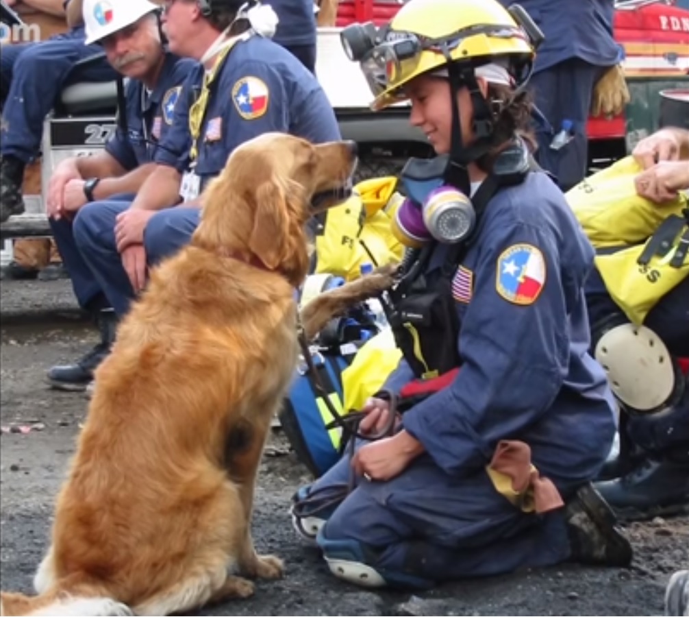 Bretagne, Last Known 9/11 Rescue Dog 5 Fast Facts