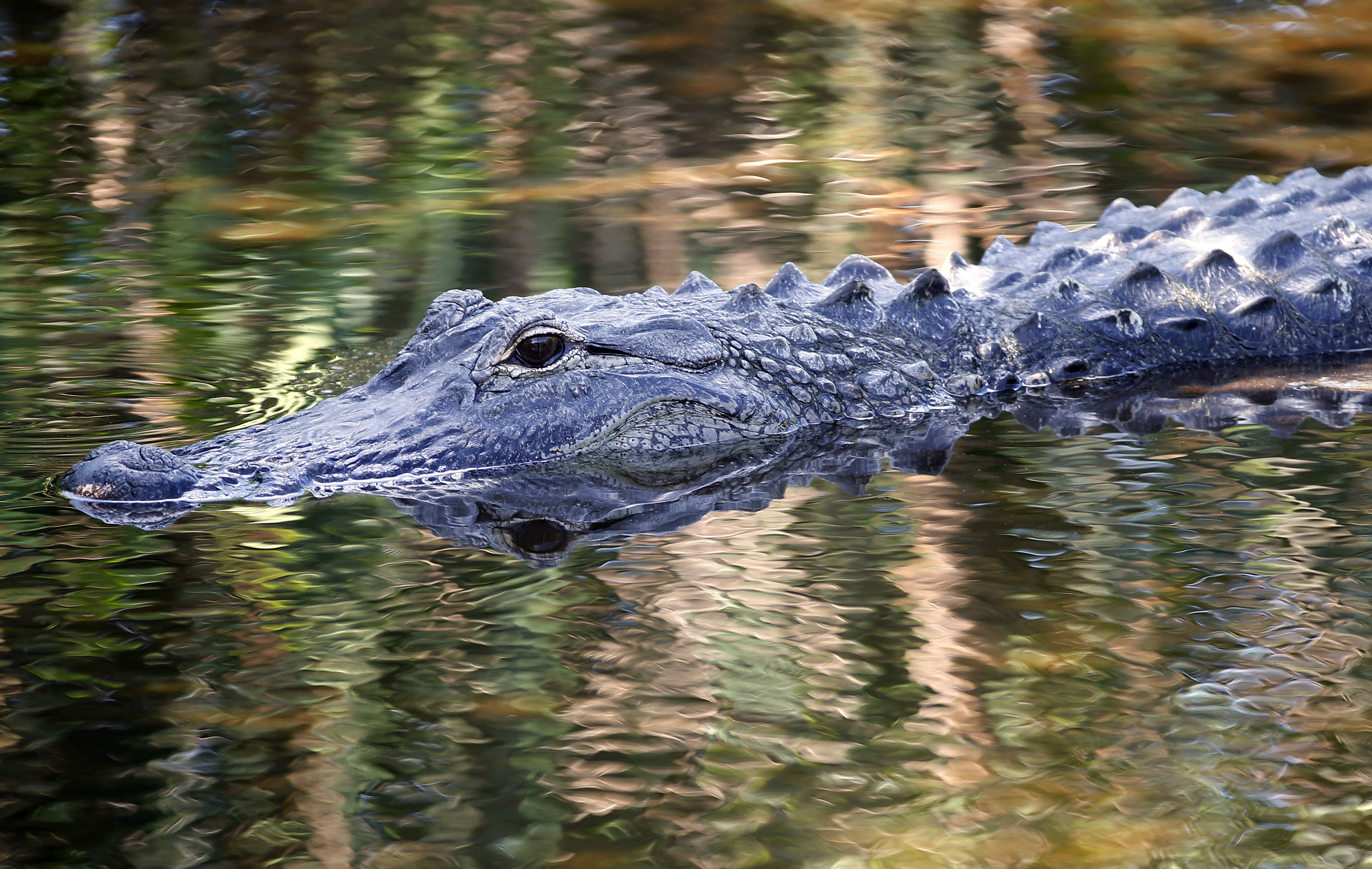 The 16 Fatal Alligator Attacks in Florida Since 1997 | Heavy.com