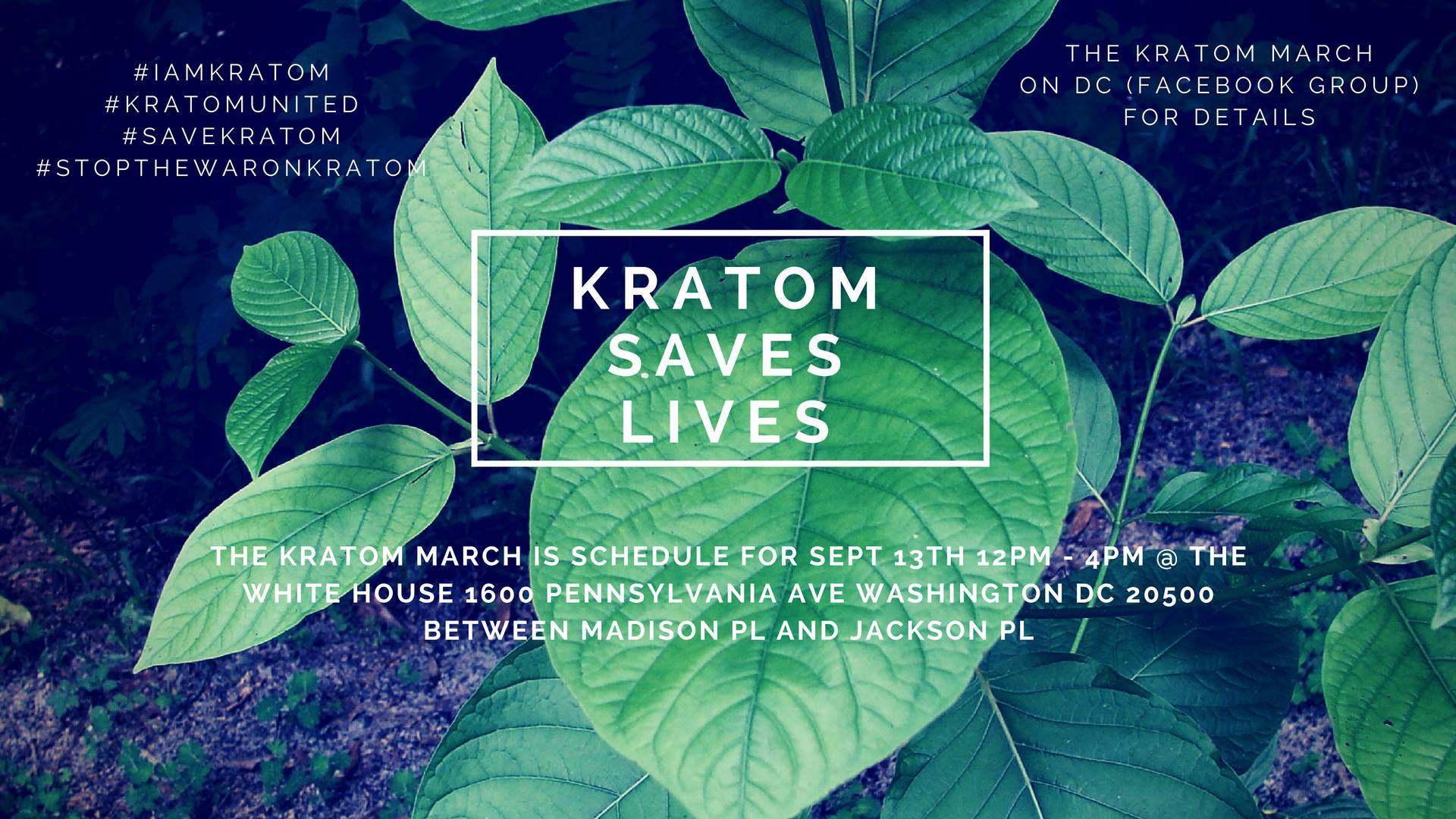 DEA Plan to Ban Kratom in the United States 5 Fast Facts You Need to Know