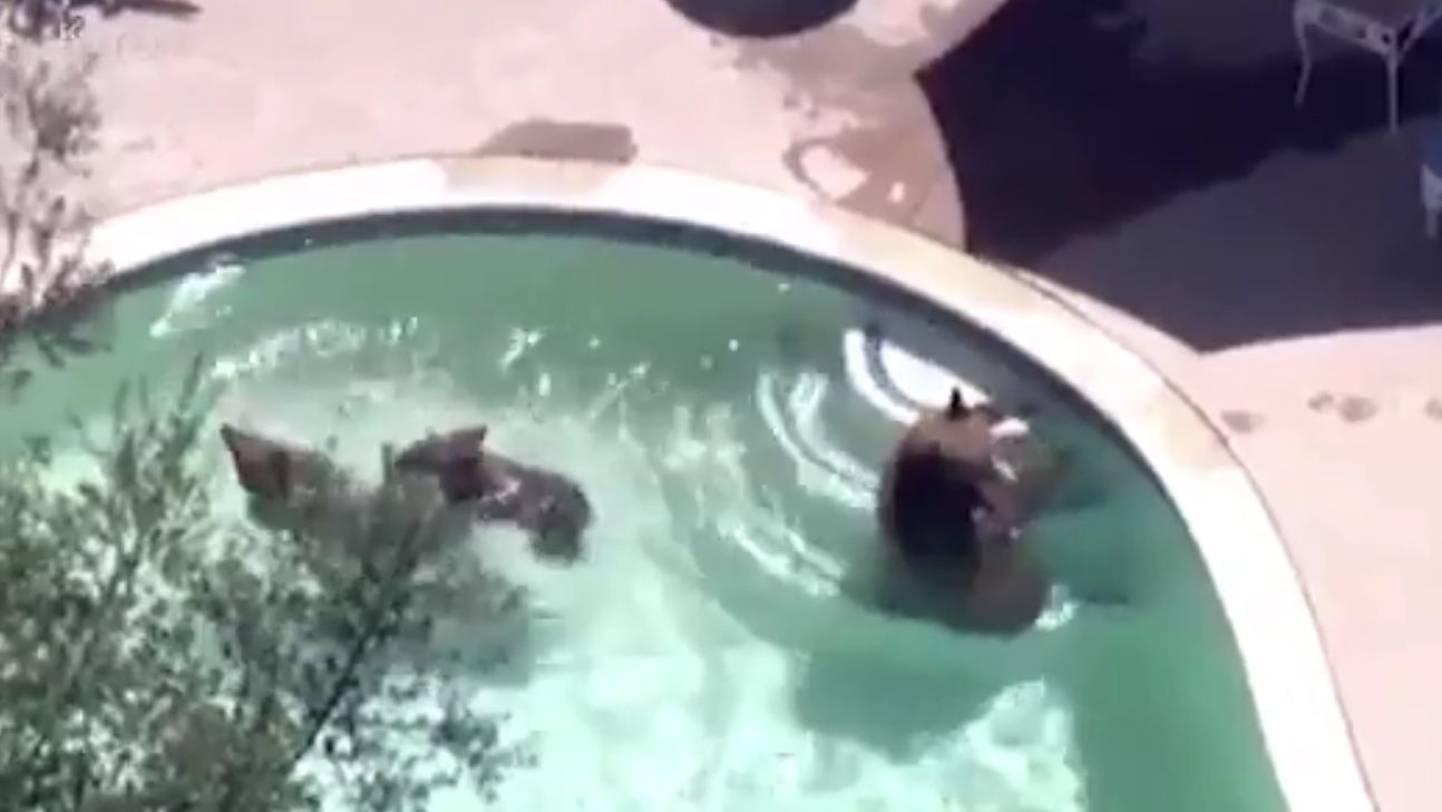 Watch 3 Bears Take A Dip In Pasadena Pool