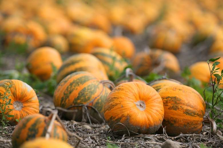 With Halloween on the horizon, everyone has pumpkins on the mind. Is pumpkin a vegetable, fruit, or a plant? Find out here. 