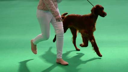 National Dog Show 2016 Live Stream: How to Watch Online