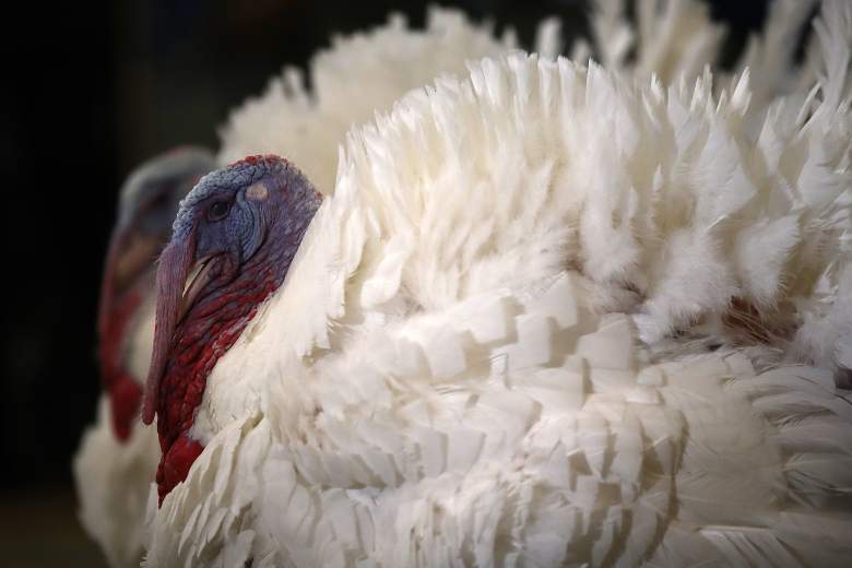 tryptophan, sleeping turkey, turkey myths, thanksgiving myths