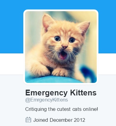emergency kittens