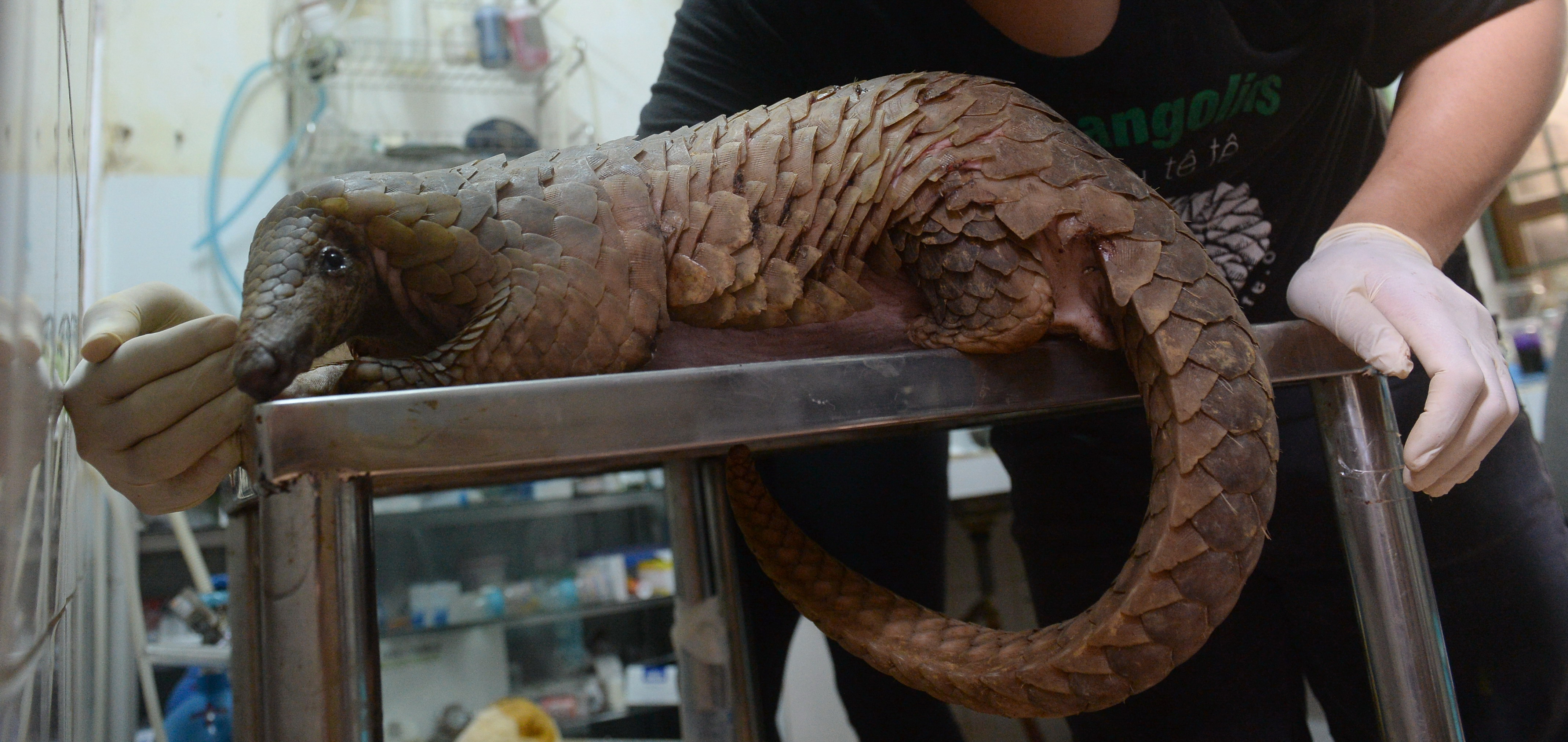 pangolin jellycat