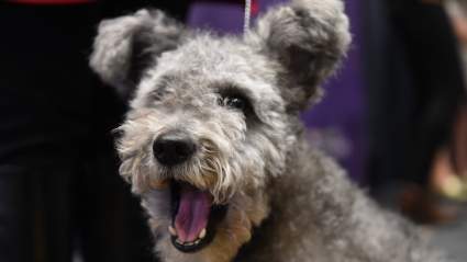 Westminster Dog Show 2017 Live Stream: How to Watch Online
