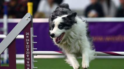 What Time & TV Channel Is the Westminster Dog Show 2017?
