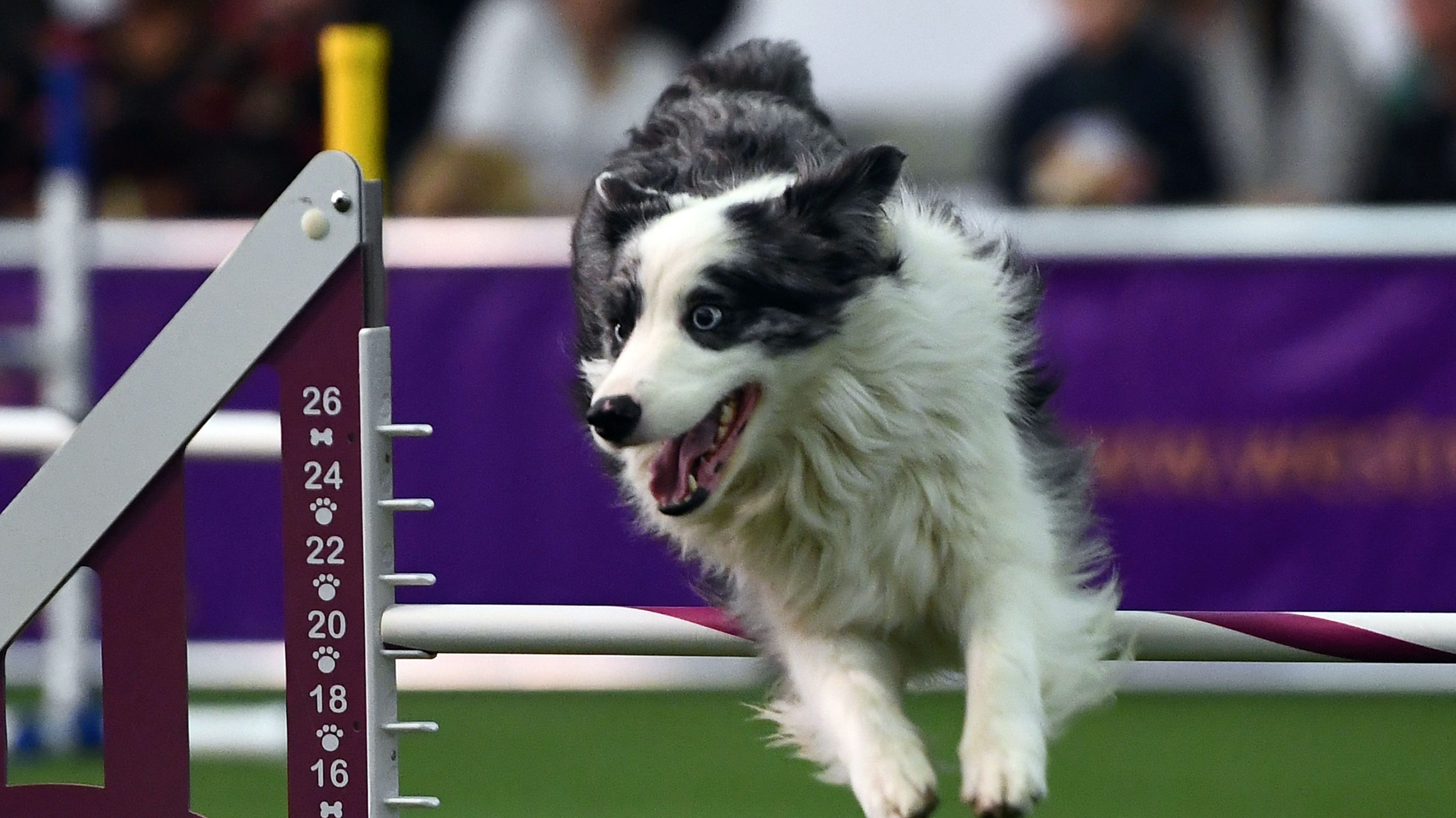 Westminster Dog Show 2017: TV Channel & Full Schedule | Heavy.com