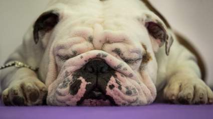 What Time & TV Channel Is the Westminster Dog Show on Tuesday?