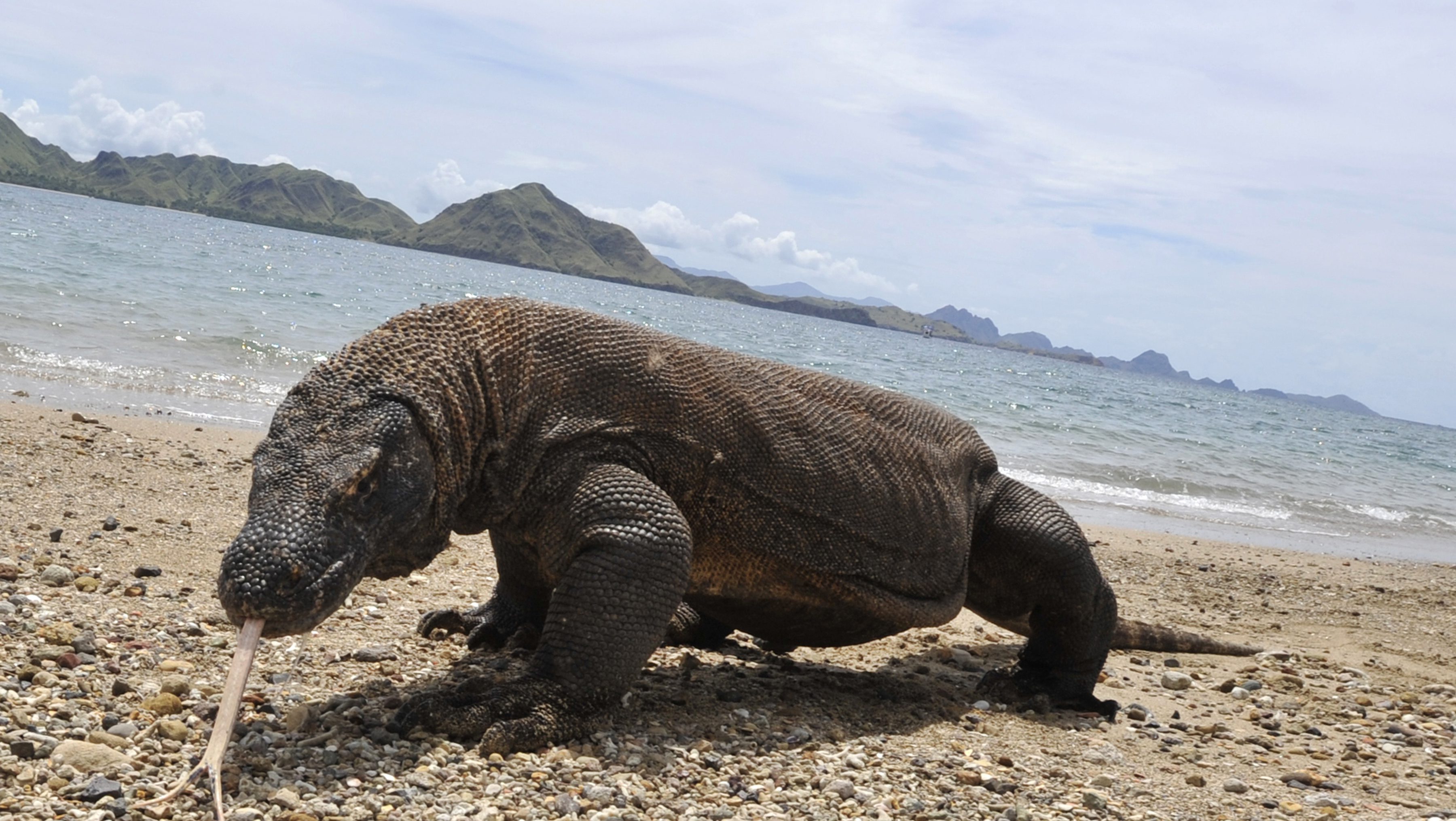 komodo comodo dragon