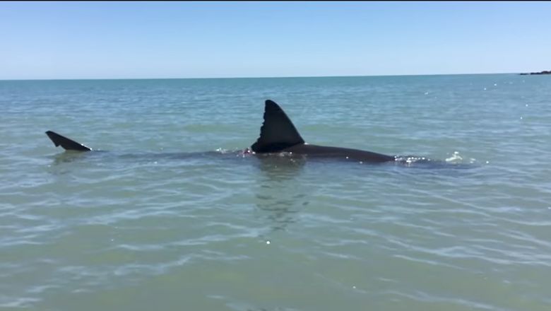 WATCH: Great White Shark in Shallow Water Filmed | Heavy.com