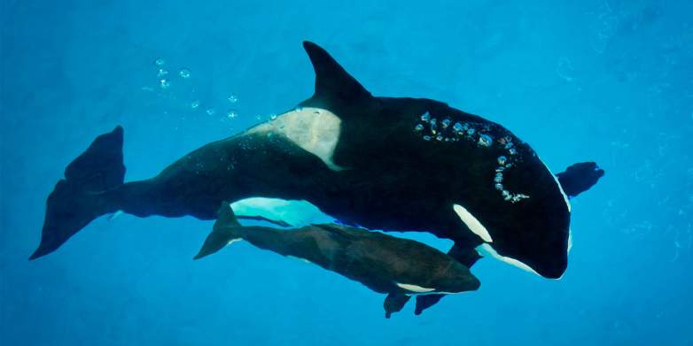 Kyara dead, Kyara cause of death, SeaWorld whale deaths