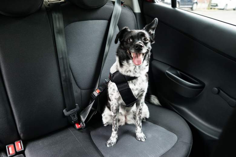 11 Best Dog Hammocks For Your Car 2020 Heavy Com - Best Dog Car Seat Reddit