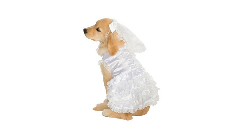 puppy wedding outfits