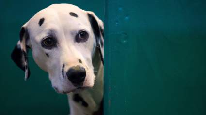 National Dog Show 2017 Live Stream: How to Watch Online