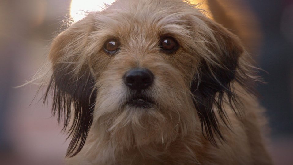 What Breed of Dog Is Benji on Netflix 