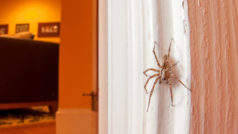 kill spiders in home