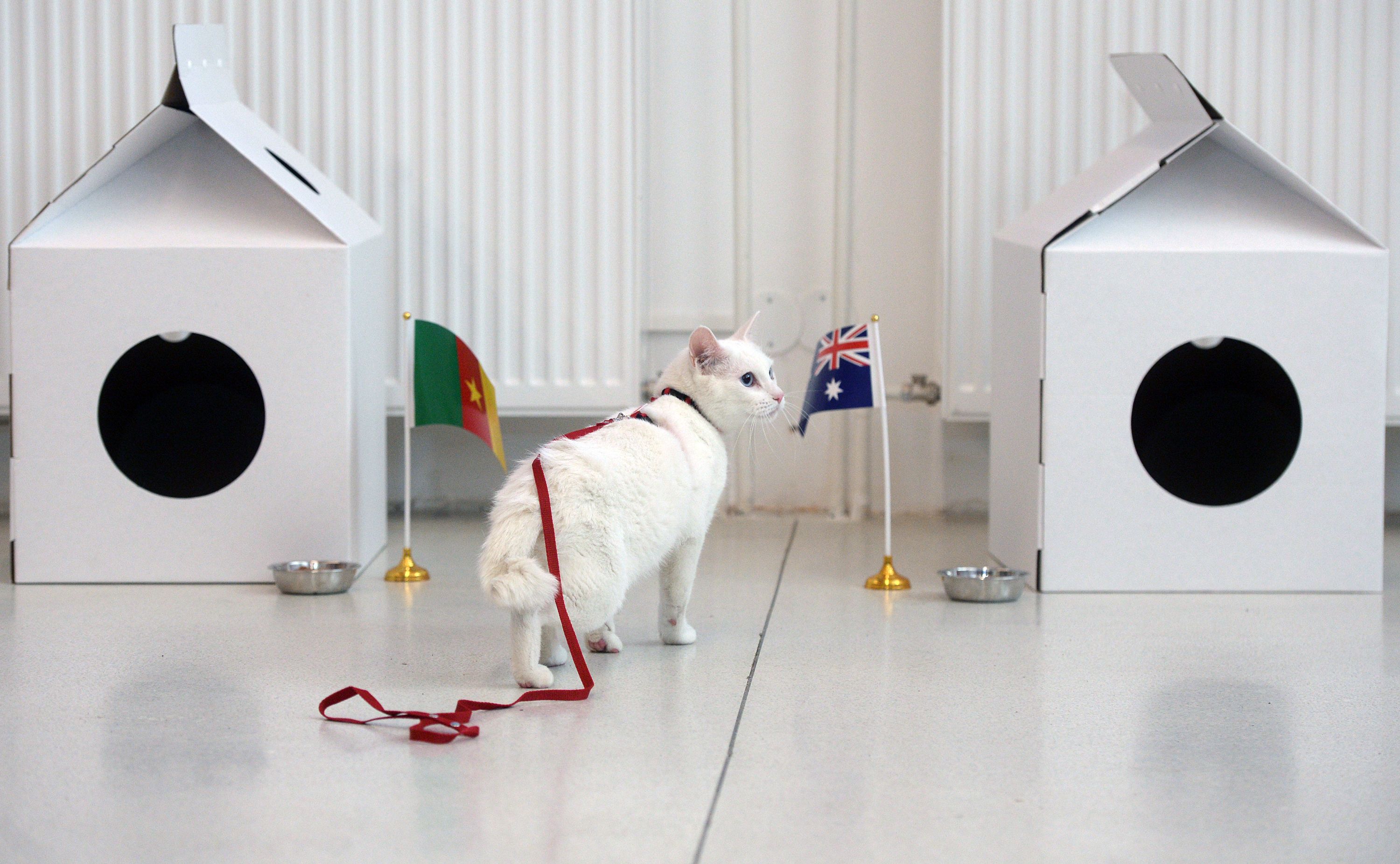 Achilles The Psychic Cat See His World Cup Predictions