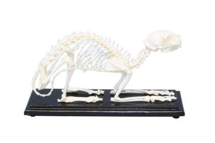 cat skeleton