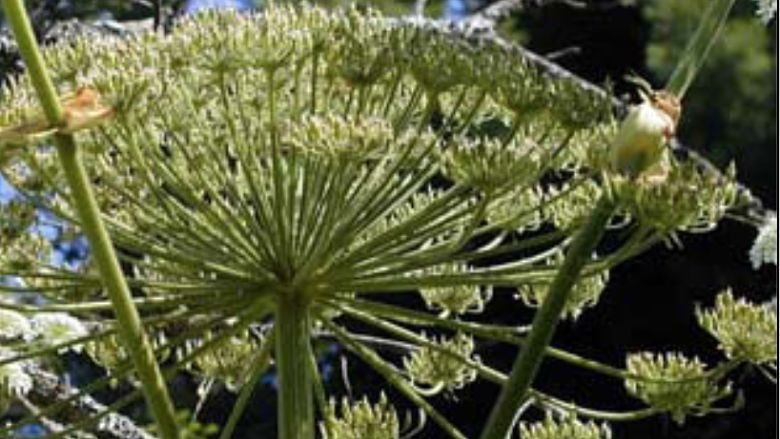 What is a giant hogweed