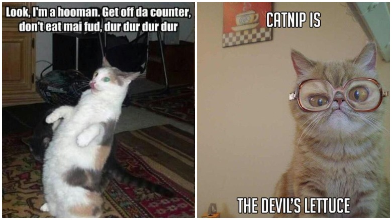 International Cat Day Best Memes Twitter Reactions Heavy Com