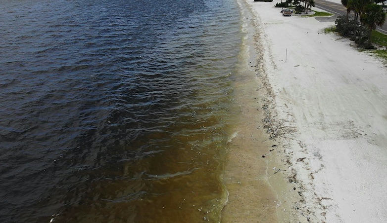 red-tide-map-status-of-red-tide-near-me-right-now-august-10-heavy