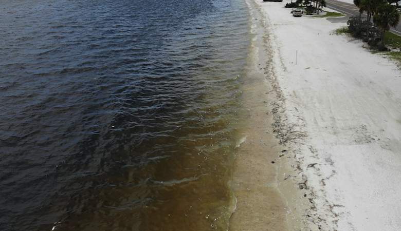 Red Tide Map: Status of Red Tide Near Me Right Now [August 10] | Heavy.com