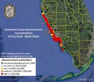 Red Tide Map Status Of Red Tide Near Me Right Now August 10 Heavy Red Tide Map Status Of Red Tide Near Me Right Now August 10 Heavy