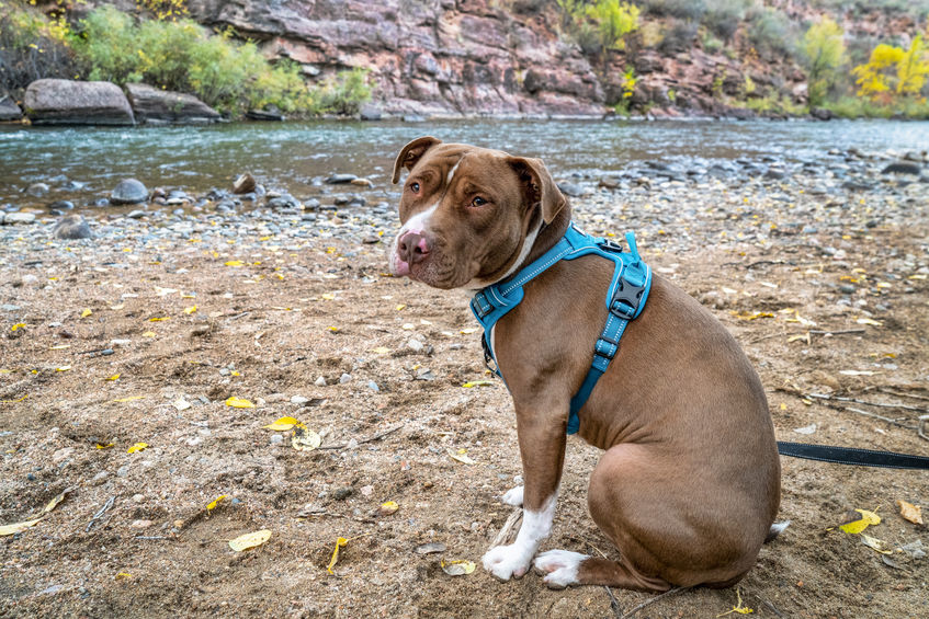 the best dog harness
