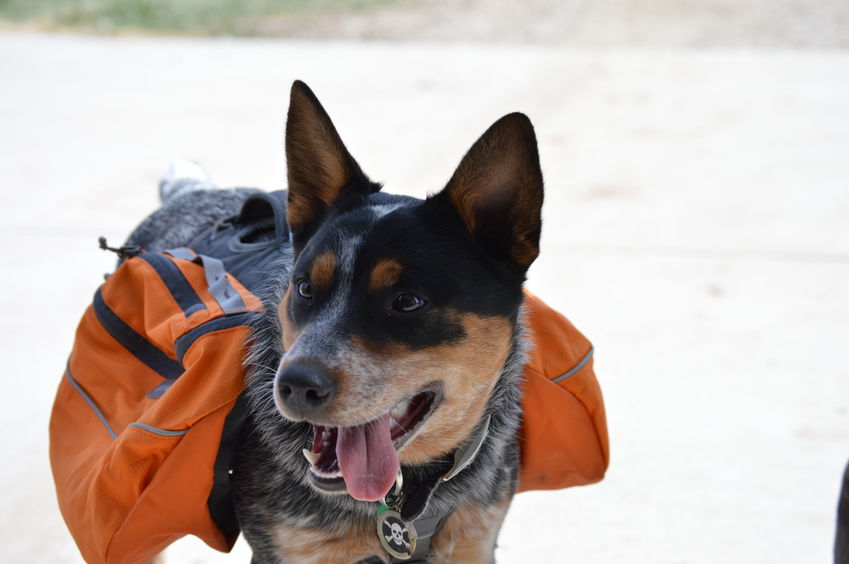 Kurgo Baxter Blue Dog Backpack, Medium