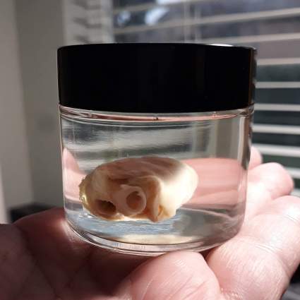 Small heart preserved in a jar