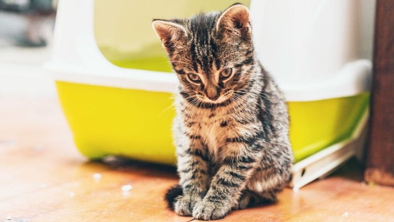 11 Best Self Cleaning Litter Boxes (2020)