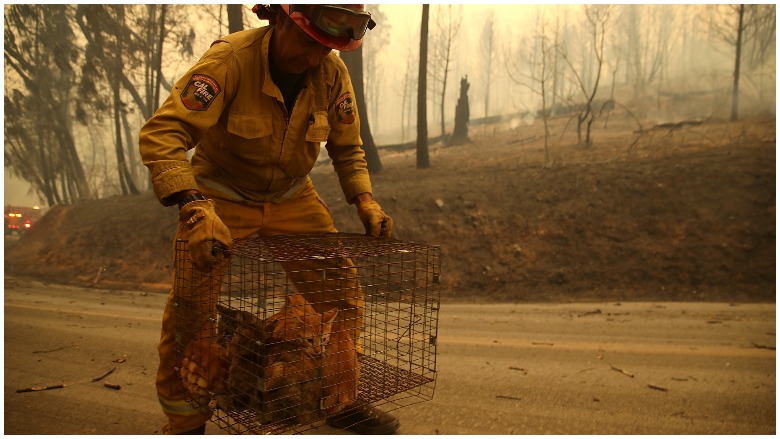 California Wildfires Animal Rescues [PHOTOS & VIDEO] 