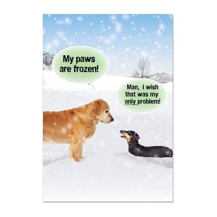 Box of 12 'My Paws Are Frozen' Boxed Christmas Card Set