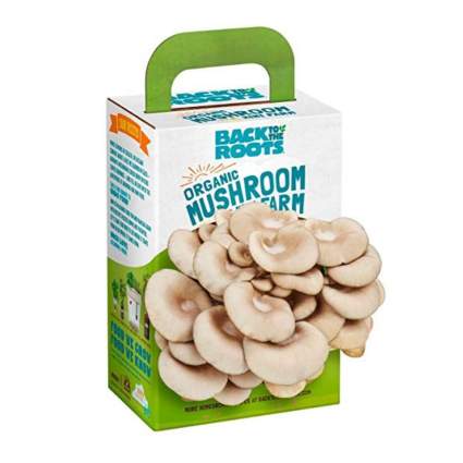 Back to the Roots Organic Mini Mushroom Growing Kit