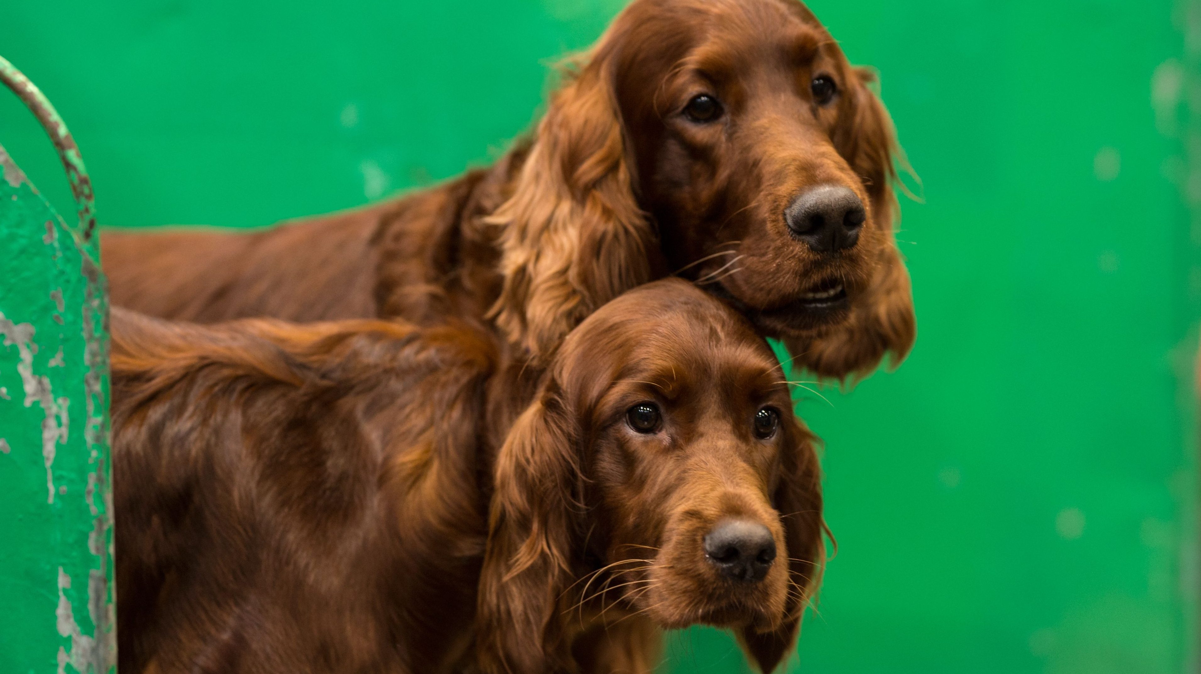 How to Watch National Dog Show 2018 Online Without Cable