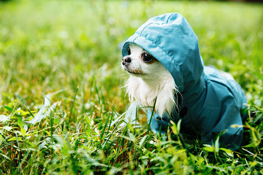 dog raincoat full coverage