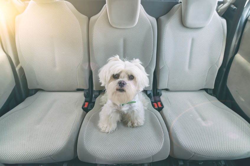 11 Best Car Seats for Dogs: Compare & Save (2020) | Heavy.com