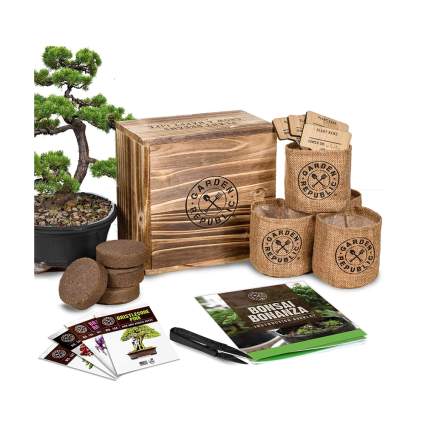 bonsai tree seed starter kit
