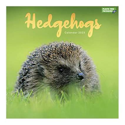Hedgehog wall calendar